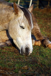 schimmel, paard, hoofd van het paard, slaap, volbloed Arabische, grasland, koppeling