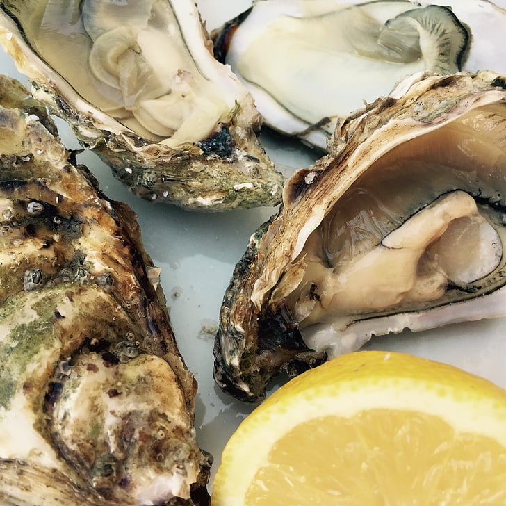 oysters, food, still life, seafood, freshness, gourmet, lemon