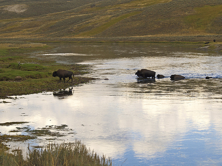 бизони, стадо, скитащи, вода, Национален парк Йелоустоун, Уайоминг, САЩ