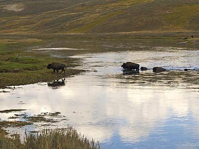 野牛, 牛群, 徘徊, 水, 黄石国家公园, 怀俄明州, 美国