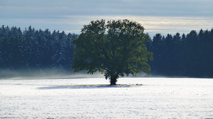 Allgäu, efterår, sne, resten, ensomhed, tåge, træer