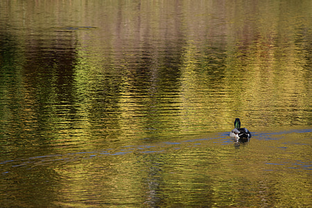 патица, езерото, природата, птица, вода, водолюбивите птици, зеленоглава патица