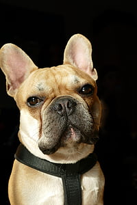 french bulldog, bulldog, dog, cute, animal, pet, snout