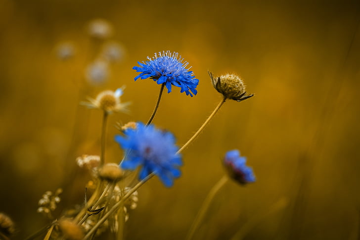 bloem, puntige bloem, blauw, Blauwe bloem, bloemen, blauwe bloemen, sluiten