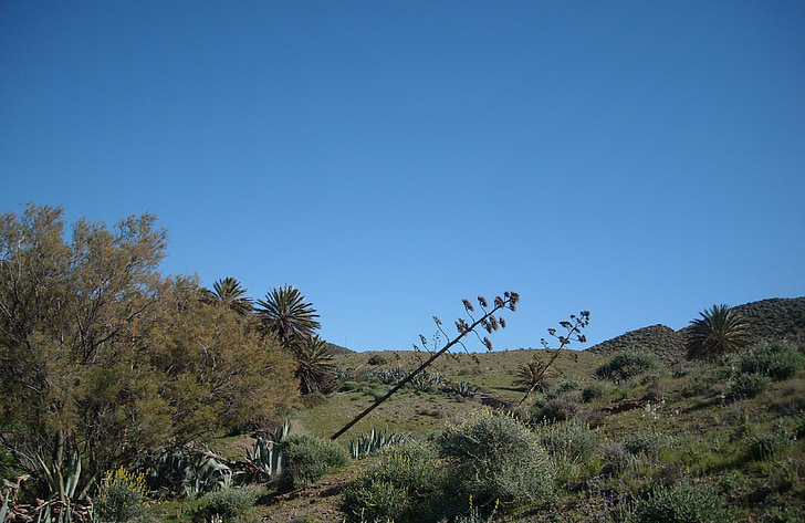 agave, flores de agave, Isleta del moro, Mediterrâneo, Espanha, seca