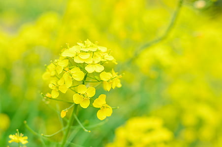 natural, plant, flowers, rape blossoms, yellow, spring