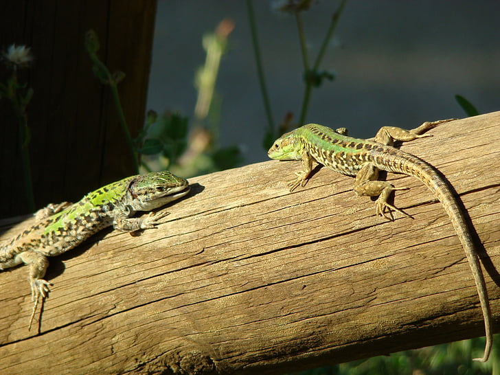 fauna, lizard, reptile
