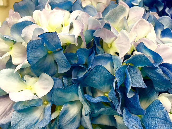 hydrangea, blue, white, flower, bloom, blossom, plant