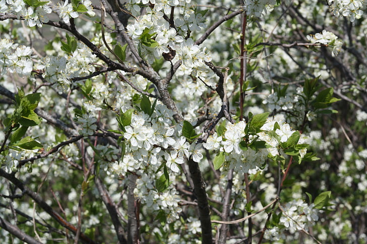 primavera, Blanco, floración, naturaleza, árbol de manzana, hojas, Natur