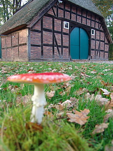 fly agaric, mushroom, nature, autumn, fachwerkhaus