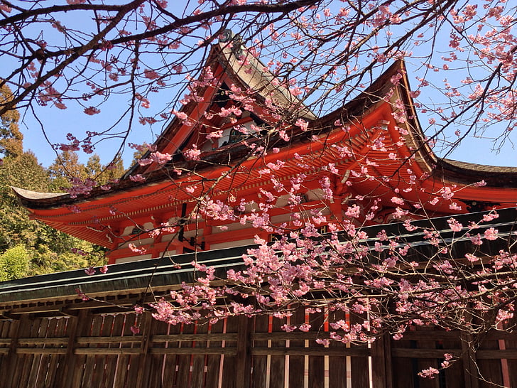 Cherry, våren, våren i japan, körsbärsträd, altare, Japan, templet
