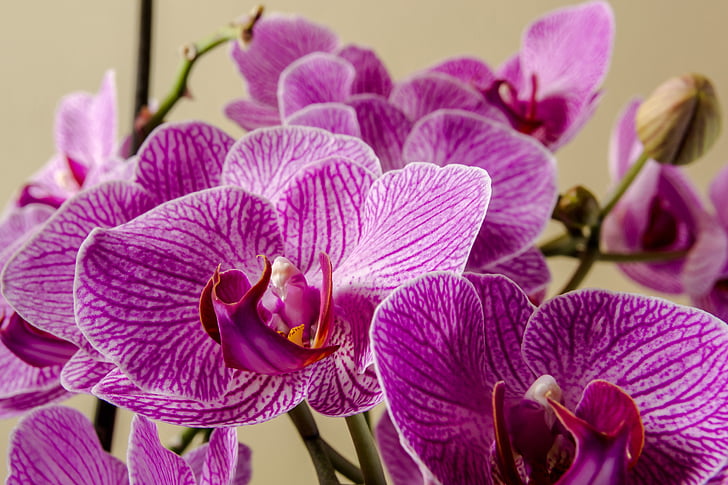 orquídea, planta, flor, flor, macro, fechar, orquídea de traça