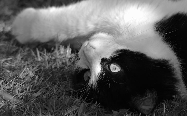 cat, animal, fur, kitten, black, white, pets