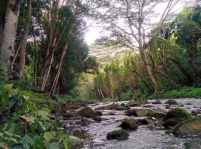Ποταμός, εξωτερική, φυσικό, βραχώδη, φύση, δάσος, δέντρο