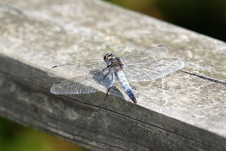 Dragonfly, insektov, krila, prosto živeče živali, narave, poletje
