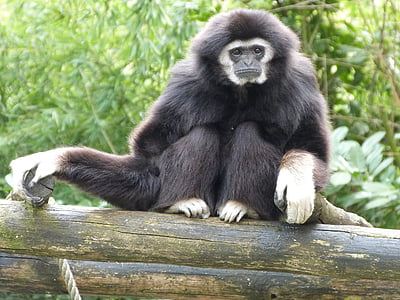 gibbon white hands, monkeys, animals, animal, nature, primate, wildlife
