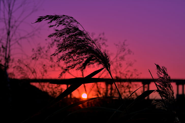 cane, sunset, bridge, sun, in the evening