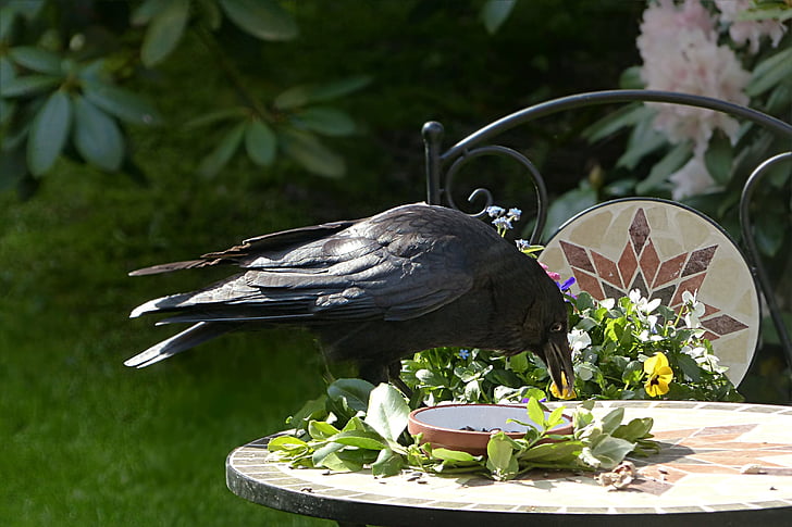 Corbeau, oiseau, Corvus, noir, recherche de nourriture, jardin, animal thèmes