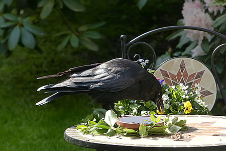 κοράκι, πουλί, Corvus, μαύρο, αναζήτηση τροφής, Κήπος, ζωικά θέματα