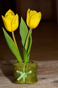 Blume, Schnittblume, gelbe Blume, Tulpe, gelb, Deko, Dekoration