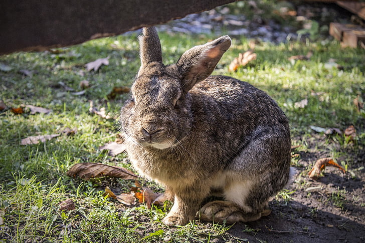 bunny, kanin, kjæledyr, Hare