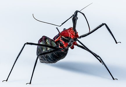 escarabat, insecte, aràcnid, exòtiques, tancar, negre, cap de color vermell