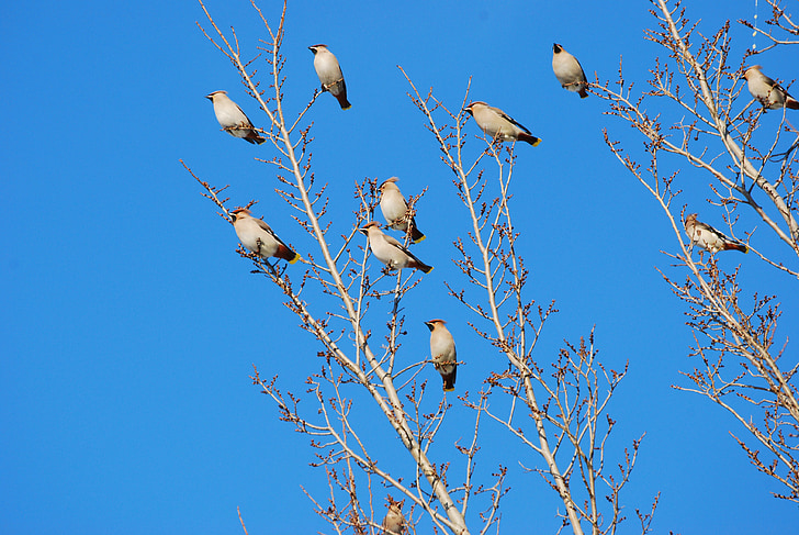 are cocks, flock of birds, songbird, winter, blue sky