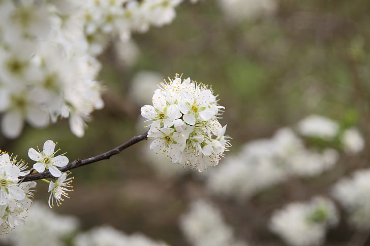 flowers, spring, cherry blossom, white, landscape, flower tree, flower