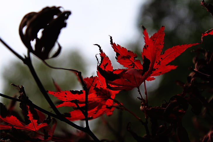 nålen blad maple, höstlöv, röd, höstfärg, lönn, Höstens färger, lövverk