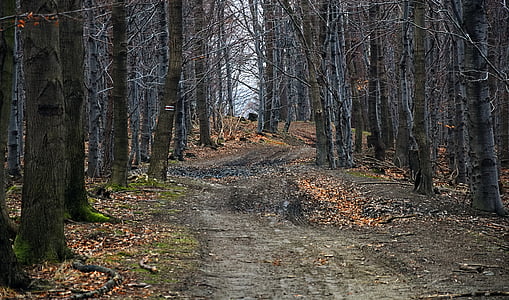 bosc, manera, Beskids, Magura wilkowicka, primavera, el camí, paisatge