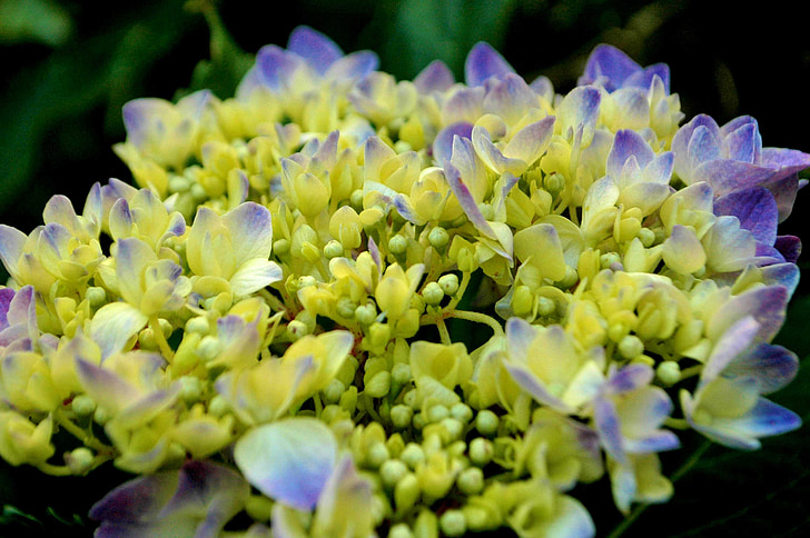 hortenzija, purpurkrāsas ziediem, hydrangeas, Bloom, daba, ziedlapas, augu