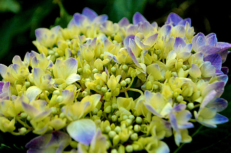 Hortensia, flores de color púrpura, hortensias, floración, naturaleza, pétalos de, planta