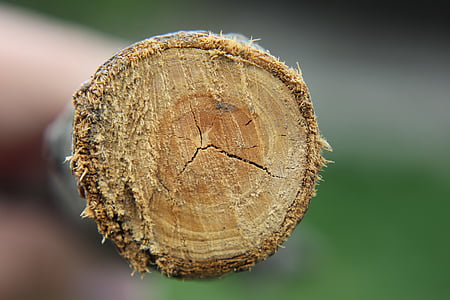 wood, crack, macro, trees, knot, forestry, plant