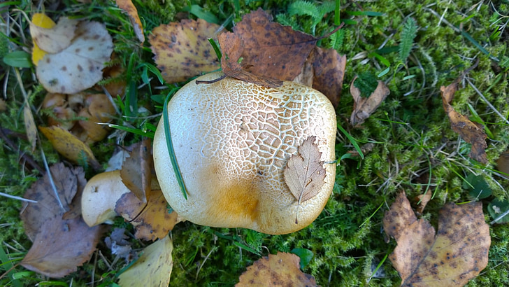 mushroom, moss, leaf