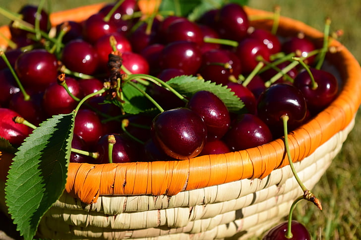 vyšnios, krepšys, vaisių, raudona, vyšnių derlius, vasaros, Saldi...