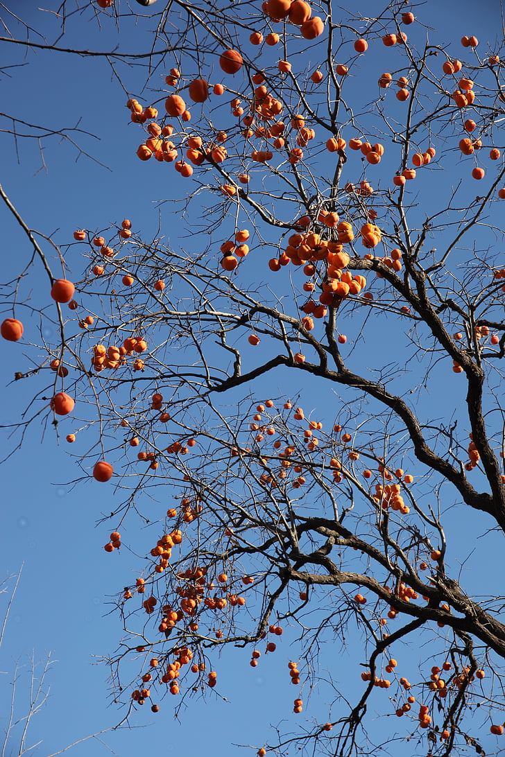 the persimmon tree, fruit trees, fruits, persimmon