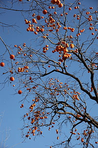 the persimmon tree, fruit trees, fruits, persimmon