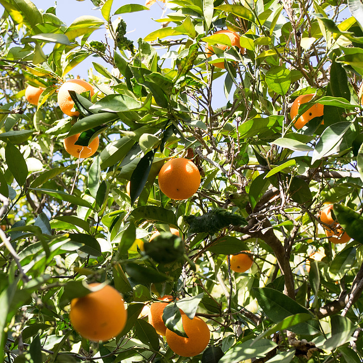 oranger, moment de la récolte, arbre, nature, vert, automne, en bonne santé
