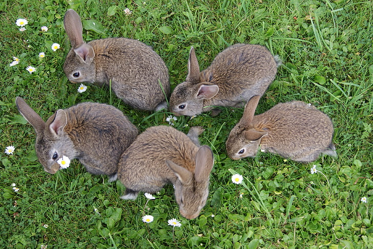 coelhos, grama, peles, coelhos de comer grama, animais na selva, vida selvagem animal, temas de animais