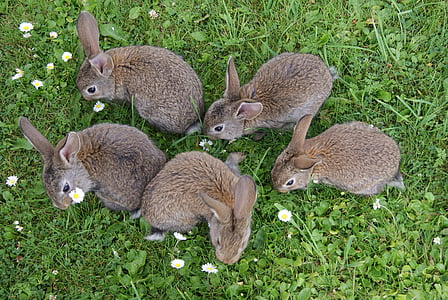 kaniner, gresset, pels, kanin spise gress, dyr i naturen, dyr dyr, dyr temaer