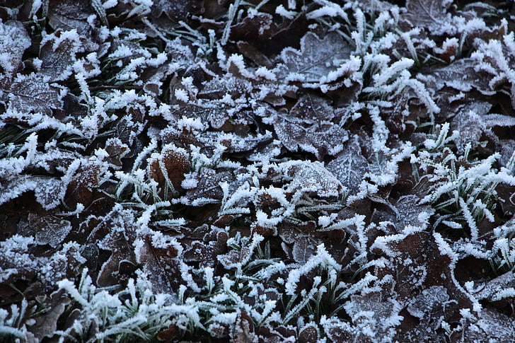 leaves, frost, cold, frozen, winter, grass, nature