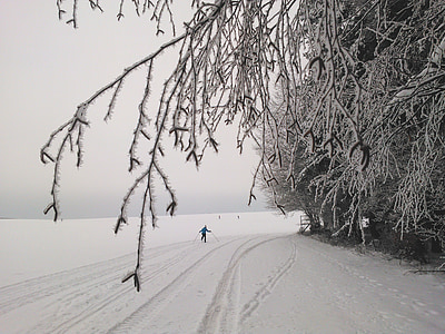 cross country skiing, long skiing tracks, ski trails, snow, winter, white, fun
