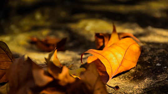 hojas, otoño dorado, álamo, otoño, hoja, naturaleza, temporada