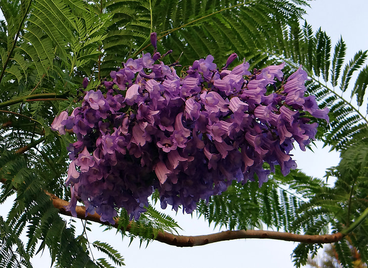 Jacaranda mimosifolia, květiny, Jacaranda, modrá jacaranda, černý poui, kapradí strom, kittur