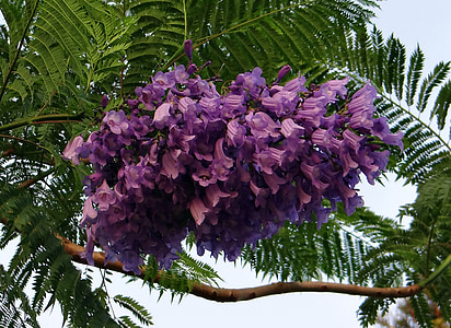 Κλήμα, λουλούδια, Γιακαράντα, μπλε jacaranda, μαύρο Πρωτοπαπά, Φτέρη δέντρο, kittur