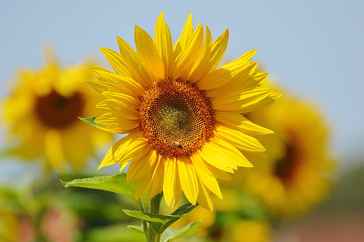 Sun flower, bina, sommar, trädgård, Blossom, Bloom, gul