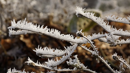 flower, seeds, winter, ice, snow, crystal, frost