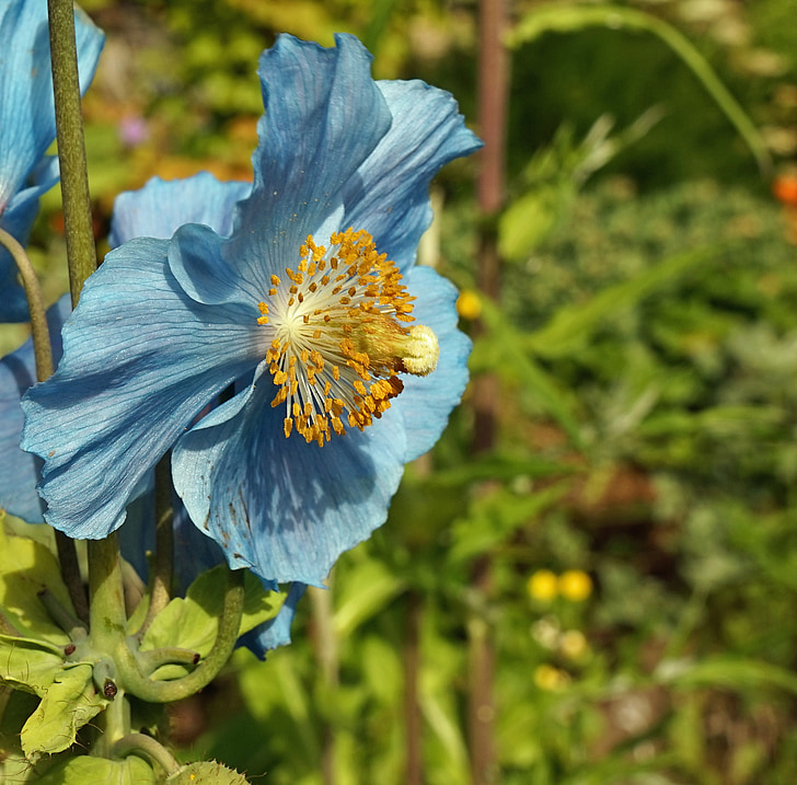 kukka, Blossom, Bloom, väri, Sulje, värikäs