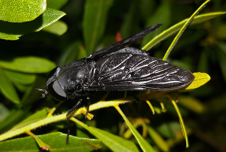 volar, mosca de caballo, mosca de caballo negro, insectos, insectoides, alas, insecto con alas