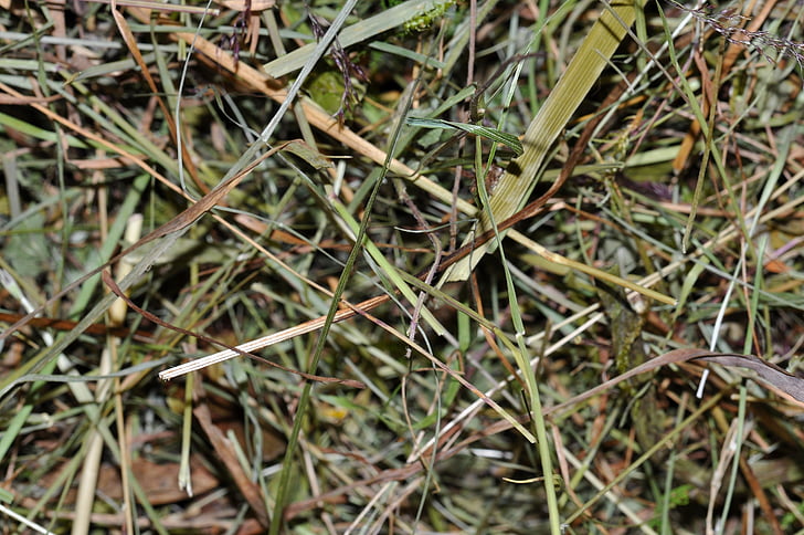 hay, dried grass, close, texture